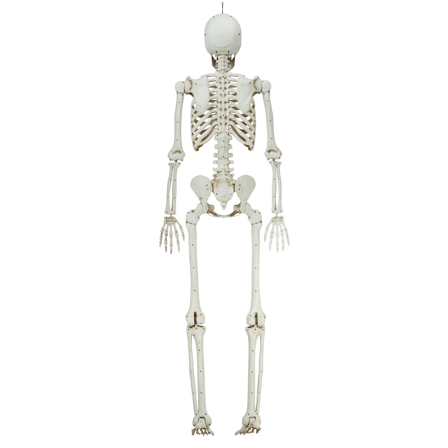 5ft White Poseable Skeleton Decoration, Halloween Outdoor Decor, by Way To Celebrate