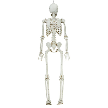 5ft White Poseable Skeleton Decoration, Halloween Outdoor Decor, by Way To Celebrate