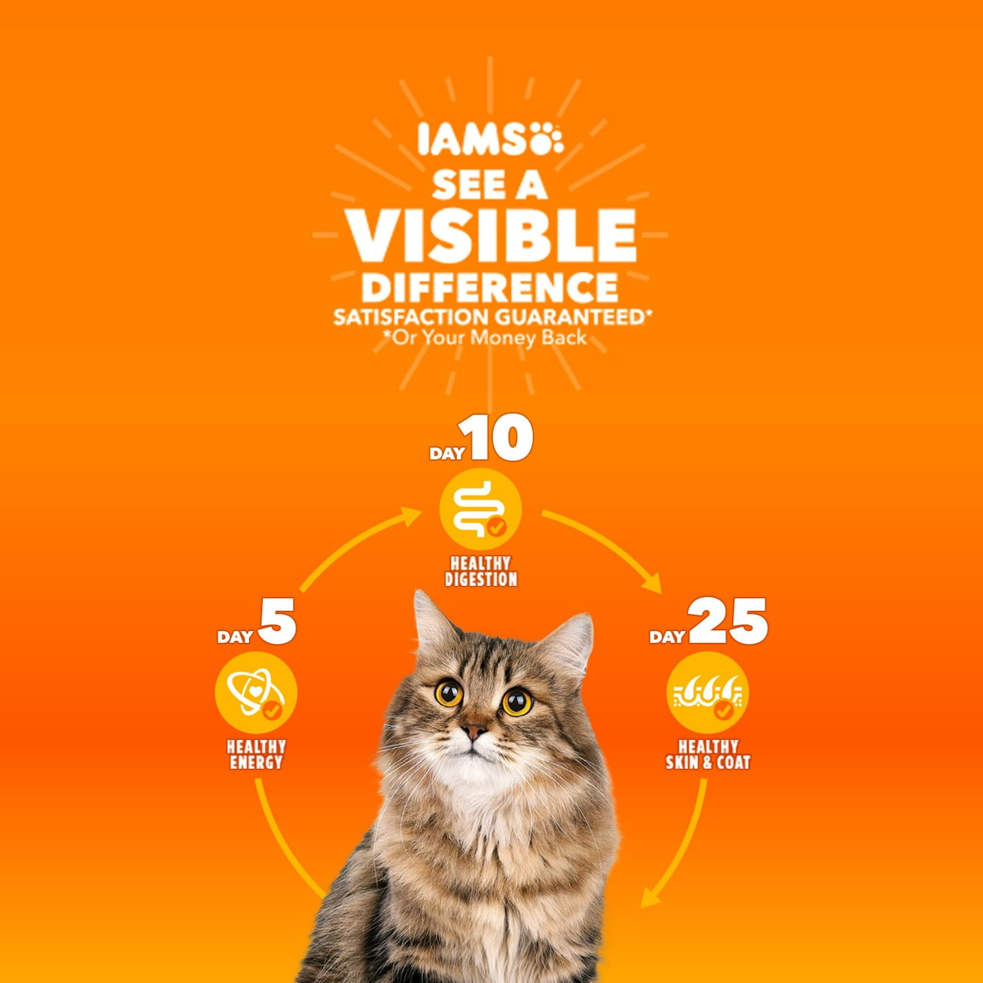 Image displaying a cat and text about the details of a dry cat food